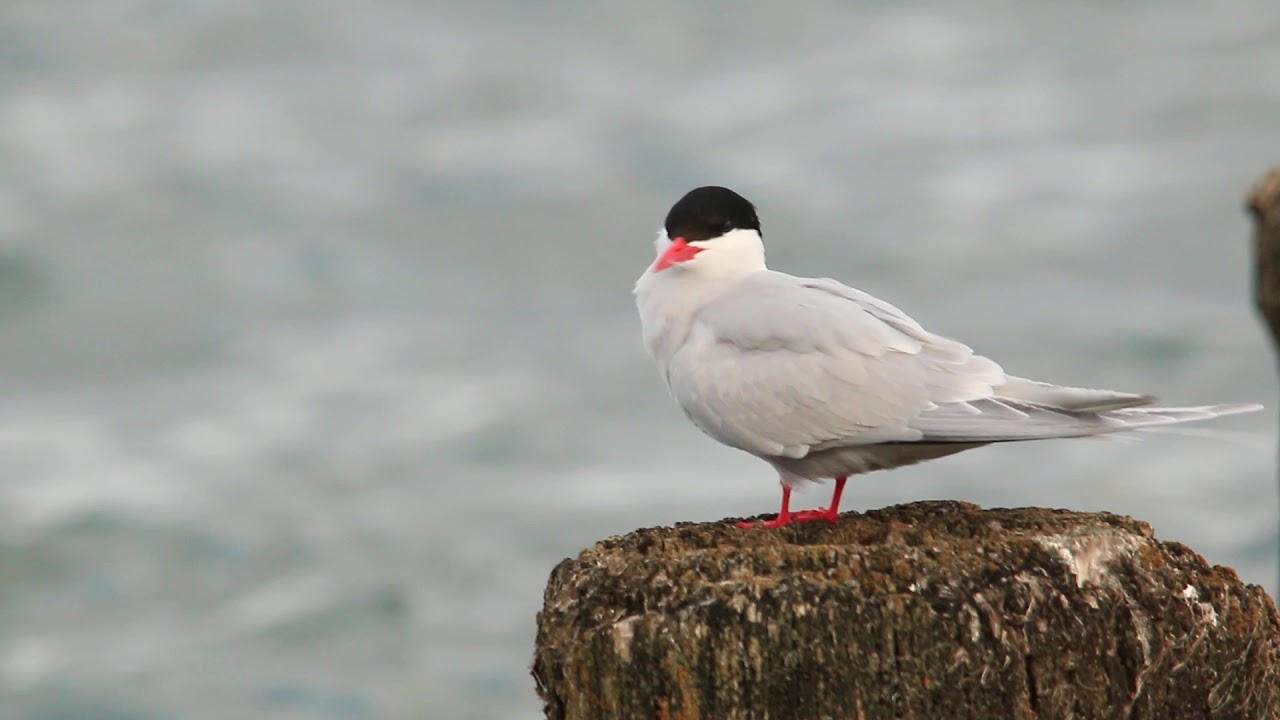 Gaviotin sudamericano