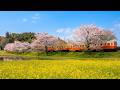 昼は黄色い絨毯、夜は幻想的な水鏡。小湊鐵道でしか見られない究極の春。桜と菜の花に包まれるローカル線の旅がまるでジブリの世界だった
