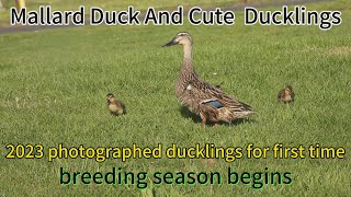 In Spring, Mallard Ducks Begin To Breed, And Ducklings Were Photographed For The First Time In 2023