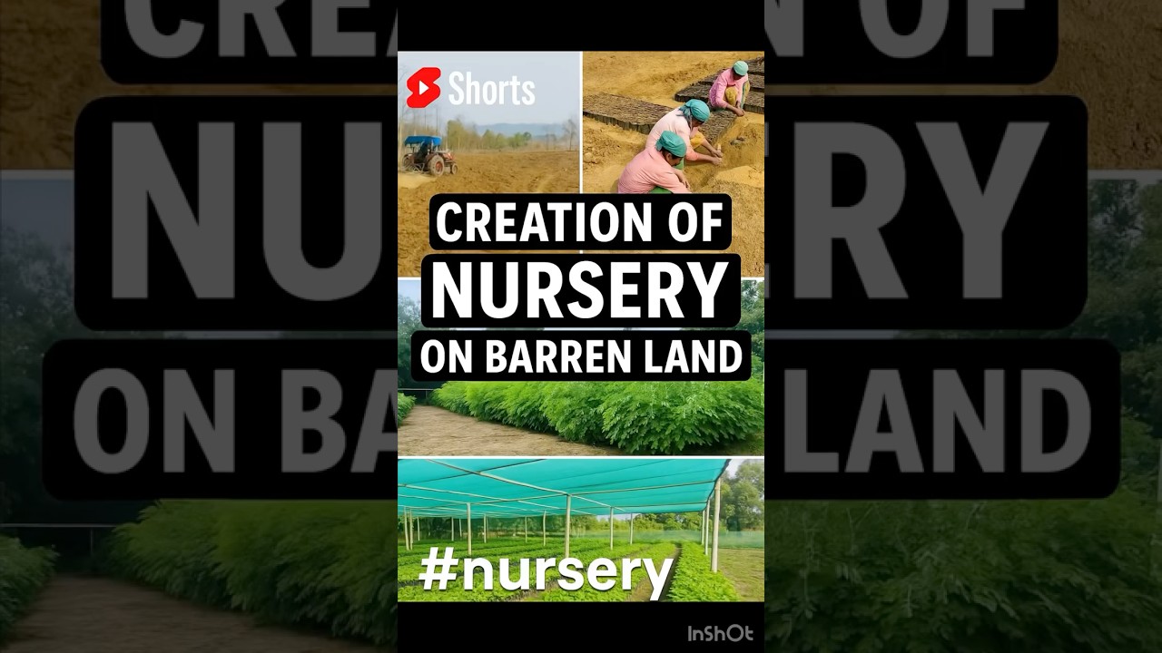 From Barren Land to Green Nursery🌱 | Transformation in Action 