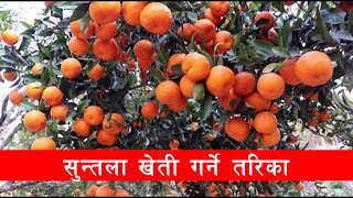 Suntala kheti in Nepal | सुन्तला खेती गर्ने तरिका | Orange