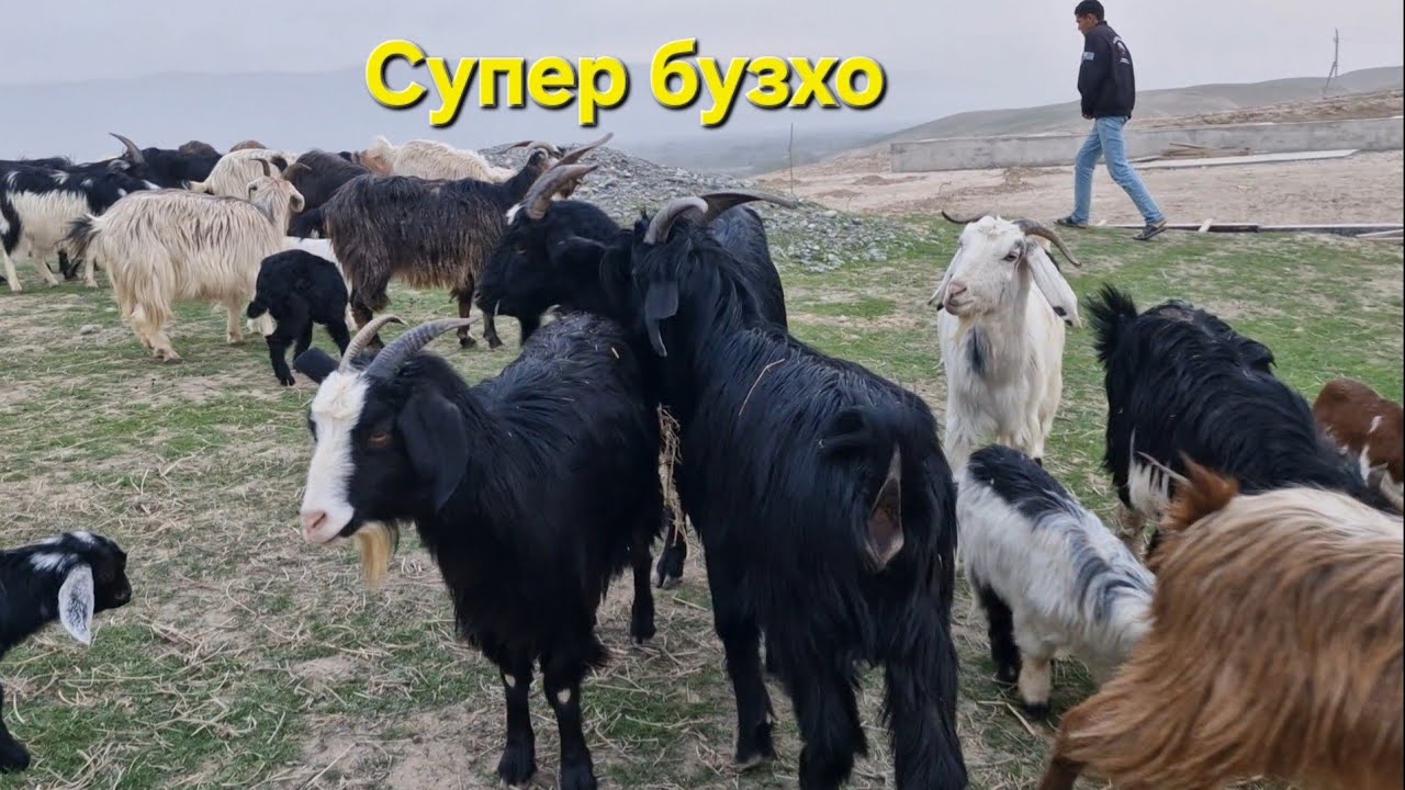 Бузхои фуруши арзон.  Ватсап 907 30 60 40. Тел 206 90 91 91 