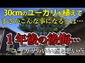 この３つさえ気を付ければ後悔しない！ユーカリを楽しむ3つの秘訣【ユーカリ植えて1年後の写真付き】