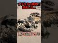 グロスターの海蛇か…#uma #未確認生物 #未確認生命体