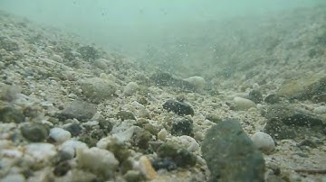 Sediment transport by oscillatory flow