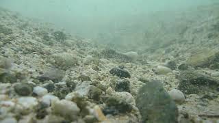 Celebrity Sediment transport by oscillatory flow Wealth