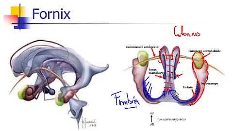 Où se situe les ventricules Cerebraux ?