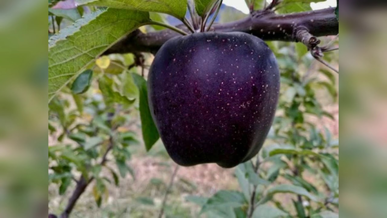 Фото яблони черный принц. Яблоки Блэк Даймонд. Сорт яблок черный принц.