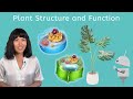 Life Uncovered: The Vital Role of Plants in Our Ecosystem