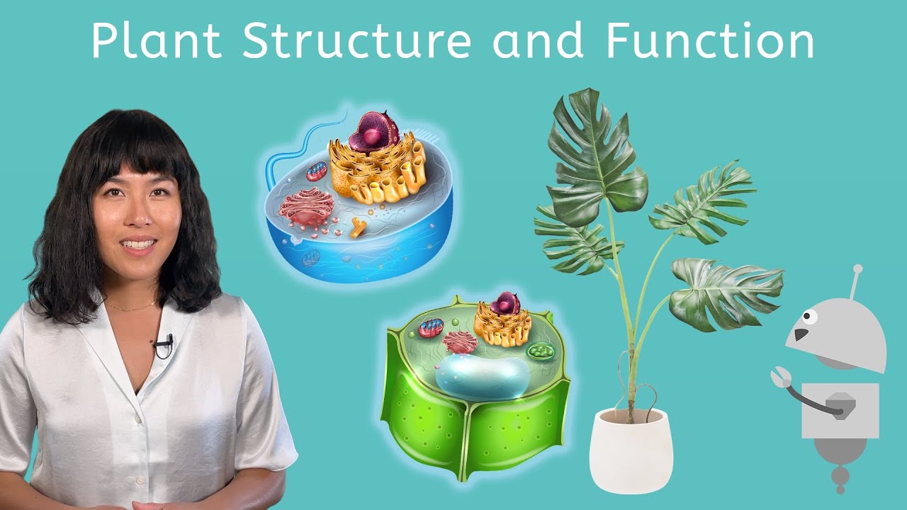 Plant Structure and Function - Biology for Teens!