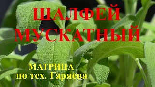 Шалфей Мускатный🌿Матрица по тех. Гаряева💠Clary Sage🌿Matrix according to those. Garyaeva