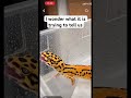 Best leopard gecko moments