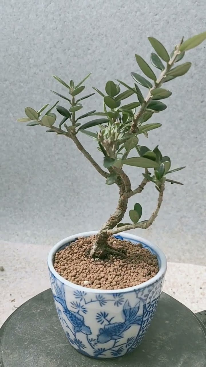 オリーブ盆栽　Olive Bonsai オリーブ盆栽「BON」① / olive bonsai 