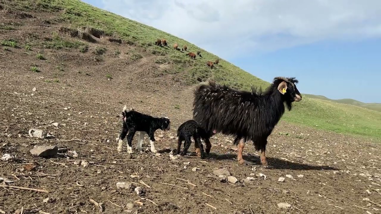 KÜÇÜK OĞLAKLAR | ZEHİRLİ YILANLAR HER YERDE