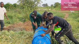 How to make maize and surface silage by hamiisi semanda +256773343283