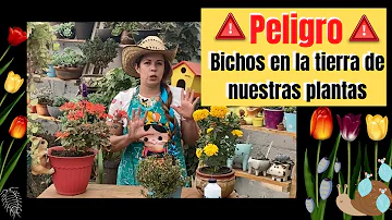 ¿Cómo se trata la tierra de las macetas contra los bichos?