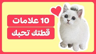 10 علامات تؤكد أن قطتك تحبك كثيراً