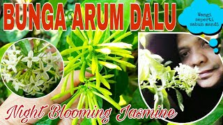 BUNGA ARUM DALU  BUNGA WANGI DI MALAM HARI!!! | Night Blooming Jasmine ● Cestrum Nocturnum |