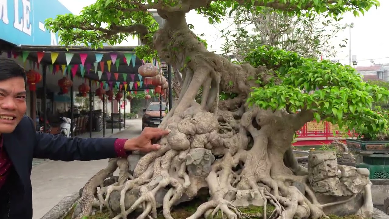 Thăm nhà vườn Anh Nam Lê đầu năm 2026 với nhiều tác phẩm quý