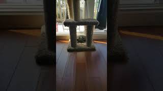 Tollo And Verona Pt. 2