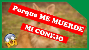 ¿Por qué mi conejo me muerde los pies?