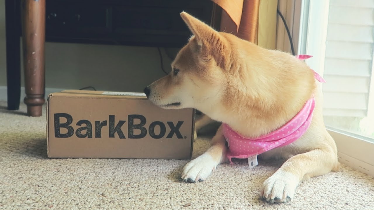 First Barkbox Review By Haru The Shiba Inu