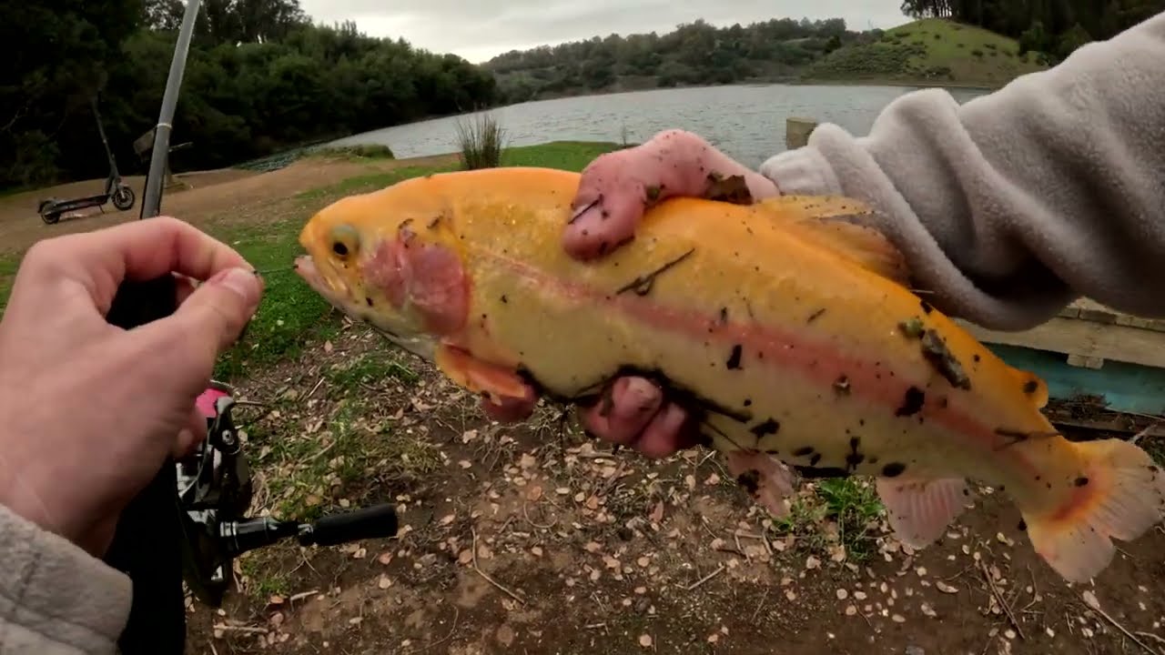 Fishing for lighting and rainbow trout at Lake Del Valle and Lake Chabot///Рибалка на форель