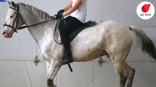 Timed Drawing Practice: Reference Photos of Horses, 2 min. Poses