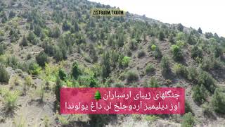 صدای کبک از دل جنگل ارسباران 🌲 🌲