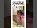 Does your dog also do funny and silly things like this?"😂🐶#dog #funny #memes