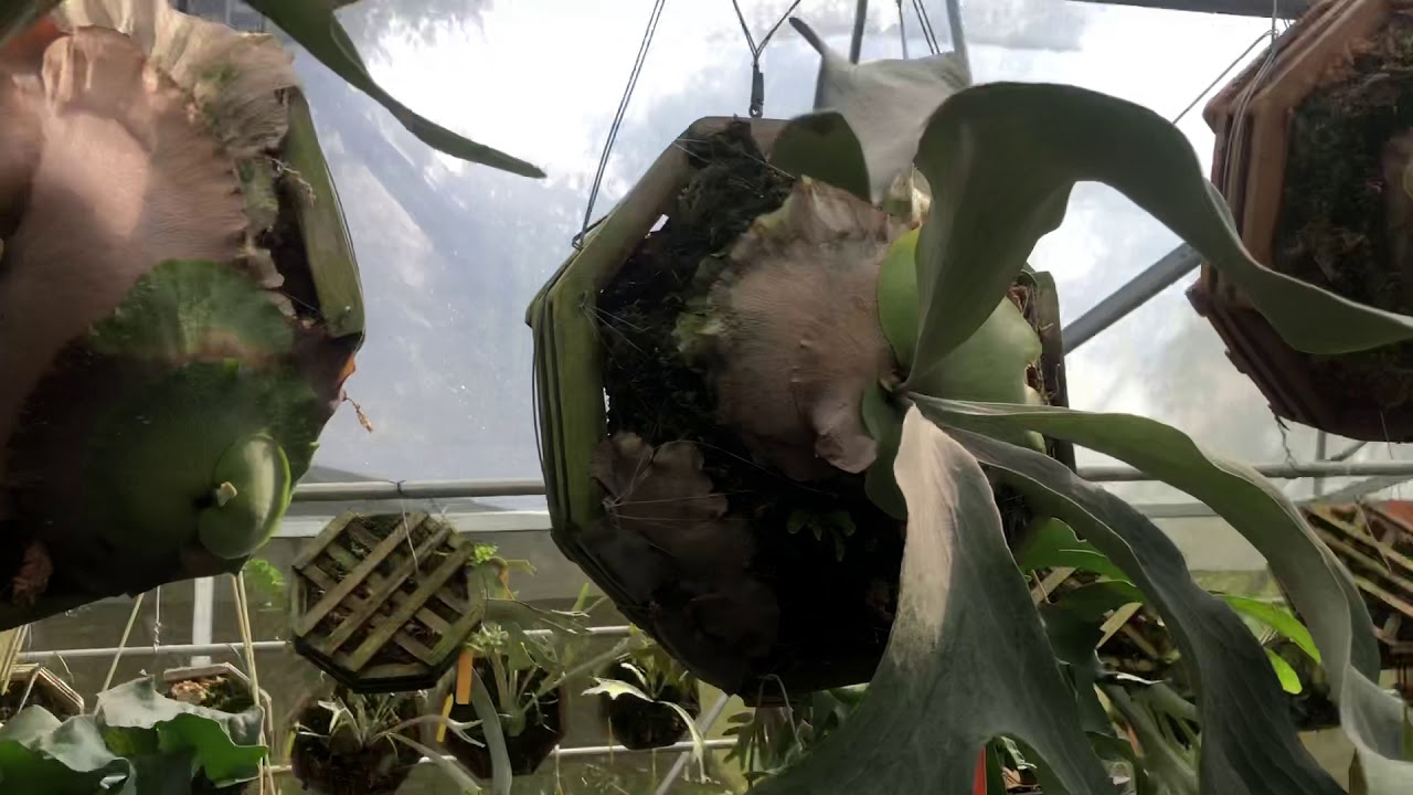 พาชมเฟินชายผ้าเช้าวันอาทิตย์