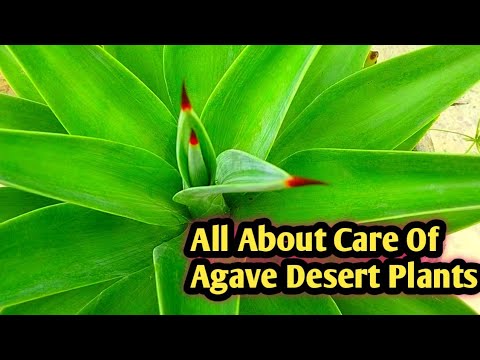 Video: Agave - Desert Plant