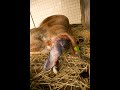 LIVE Calving - Jersey Cow giving birth to bull Calf