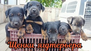 Щенки ягдтерьера ч.2 
 Jagdterrier puppies