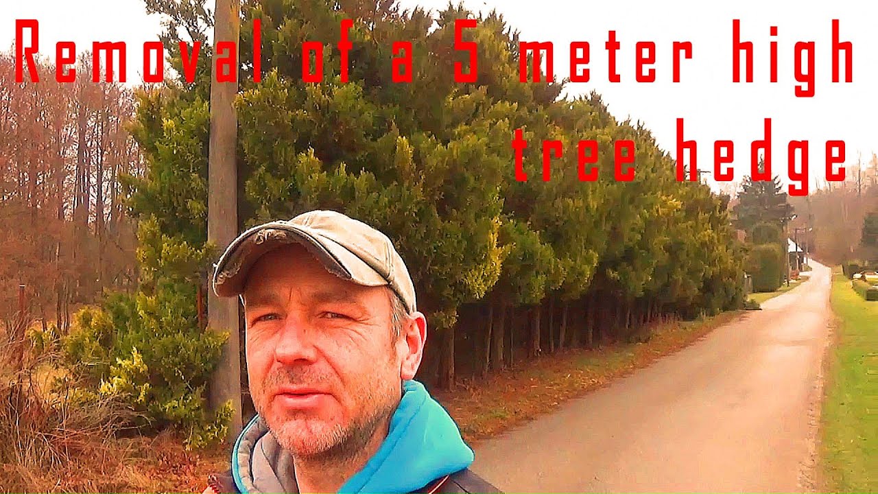 Removal of a 5 meter high tree hedge (Episode 6)