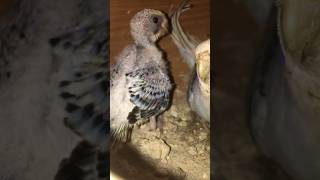 Budgies baby and eggs ? #1000subscriber #parrot #shortvideos #yaar #bird #like #comment