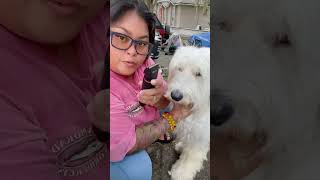 Liguan muna natin si Old English Sheep dog OES