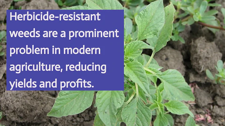 Daniel Stephenson: G&H Seed Research Award Winner
