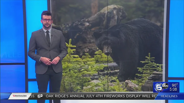 Bear attack in the Smokies