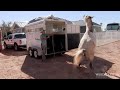 Trailer Loading a rearing, pulling, stomping, fighting Mustang using Science Based Horsemanship.