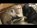 "내 나이스 신발 내놔라.." 신스틸러 강아지 명수 촬영간 썰ㅣDog Won't Let Anyone Put Anything On The Floor