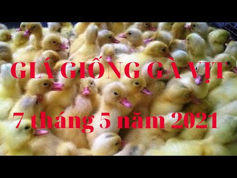 Giá giống gà vịt 7/5. Giá gà con, giá vịt con hôm nay ngày 7 tháng 5 năm 2021. Giá gà vịt hôm nay. | Foci