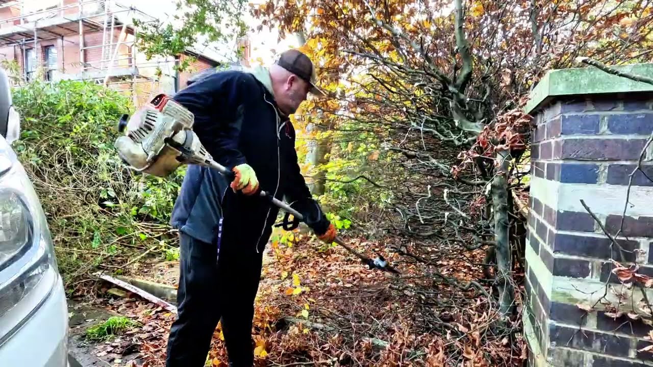 This beech hedge had become [OUT OF CONTROL] HEDGE REDUCTION 