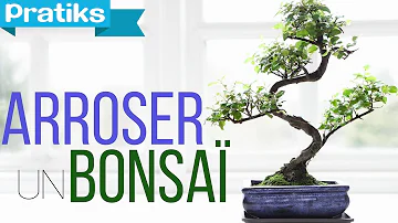 Où placer un bonsaï dans une maison ?