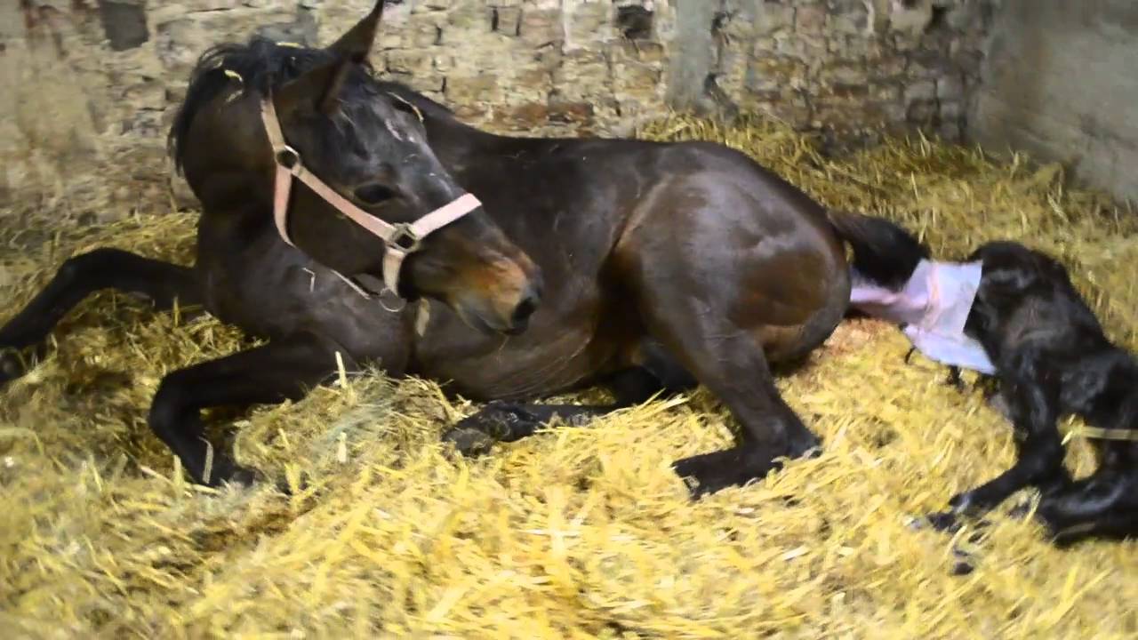 Assistez à la naissance d'un poulain! ♥ (poulinage) - YouTube