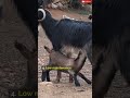 𝗜𝗡𝗩𝗘𝗦𝗧 𝗜𝗡 𝗚𝗢𝗔𝗧 𝗙𝗔𝗥𝗠𝗜𝗡𝗚 #youtubeshorts #shortvideo #short #viralvideo #motivation #farming #garden