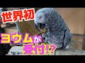 お客さんと会話するノースサファリの受付嬢紹介します【ヨウム】Receptionist of North Safari Sapporo