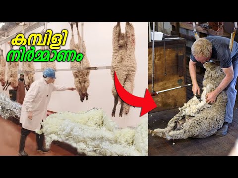 ചെമ്മരിയാടുകളിൽ നിന്ന് കമ്പിളി ഉണ്ടാക്കുന്നത് കാണണോ | Wool making Process in Factories | Tell me Why