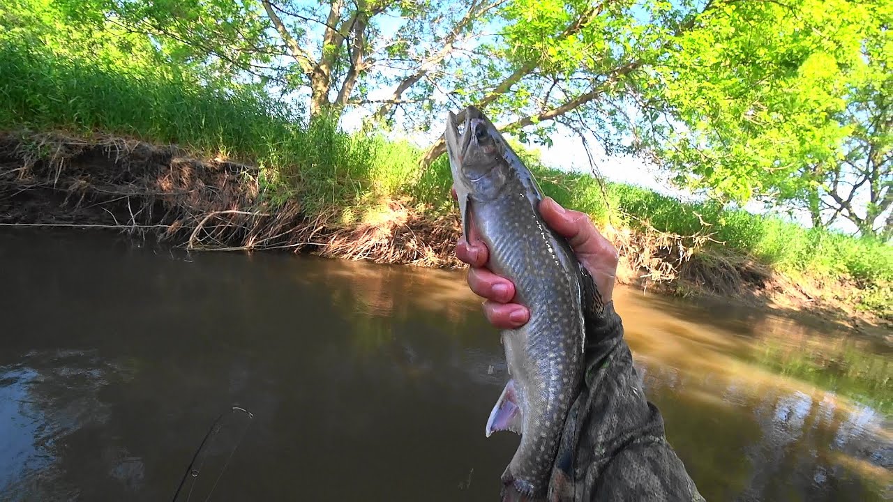 Wisconsin Trout Fishing 6/16/2020 YouTube