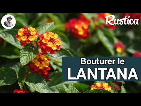 Comment bouturer le lantana